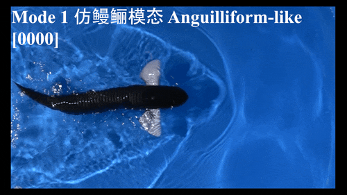  SA重磅！北大机器智能实验室这条机器鱼会变身，0.5秒从鳗鱼变金枪鱼(图8)